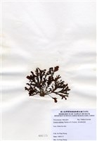 藏品(有柄褐扇藻)的圖片